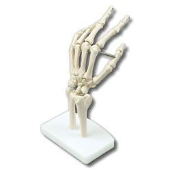 Hand joint model