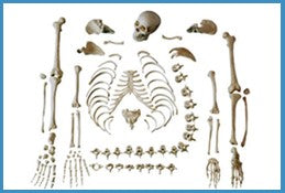 LIFE SIZE DIS-ARTICULATED SKELETON