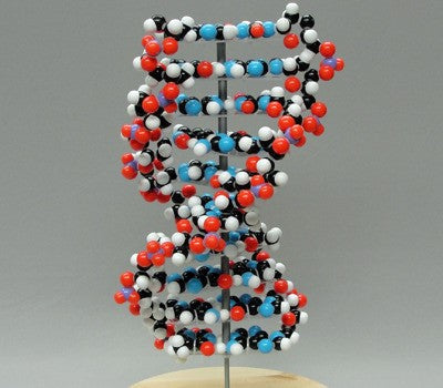 MODEL OF DNA (DEOXYRIBONUCLEIC ACID) MODEL