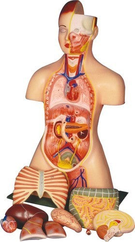 UNISEX- HUMAN TORSO