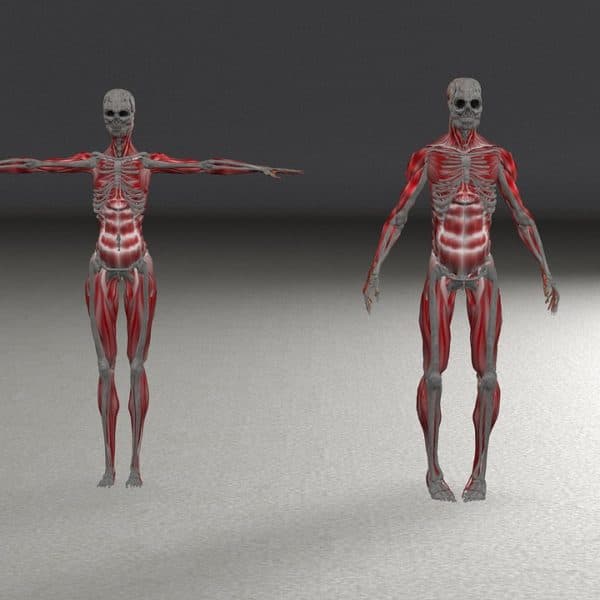 HUMAN ANATOMY MODELS & CHARTS