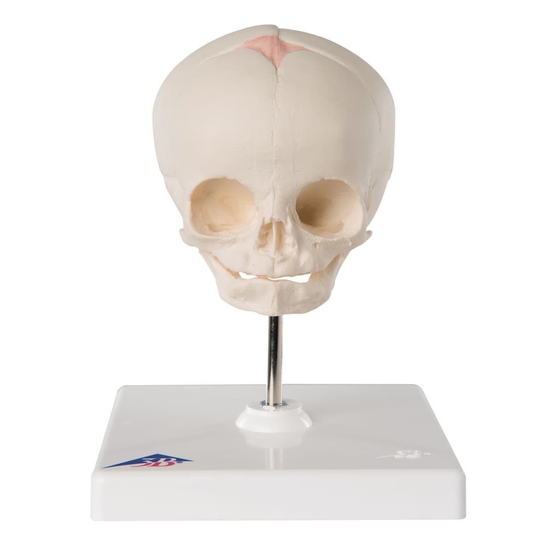 FOETAL SKULL MODEL