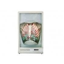 FUNCTIONAL HUMAN RESPIRATION MODEL
