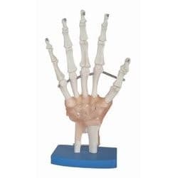 HAND JOINT WITH MUSCLES MODEL