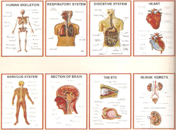 HUMAN ANATOMY 3D PLASTIC MODEL SET OF 11