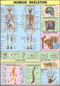 HUMAN ANATOMY CHARTS