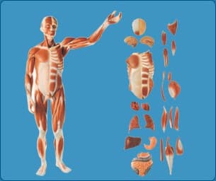 HUMAN BODY SHOWING MUSCLES & ORGANS