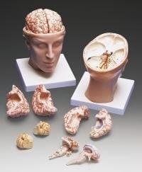 HUMAN HEAD AND BRAIN MODEL