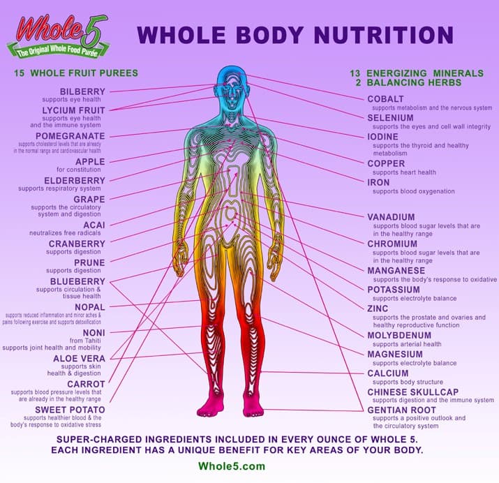 HUMAN PHYSIOLOGY CHARTS LAMINATED