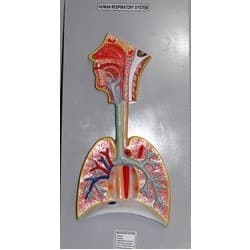 HUMAN RESPIRATORY SYSTEM