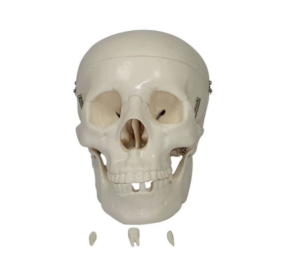 HUMAN SKULL