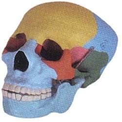 HUMAN SKULL COLORED MODEL