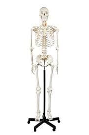 HUMAN SKELETON