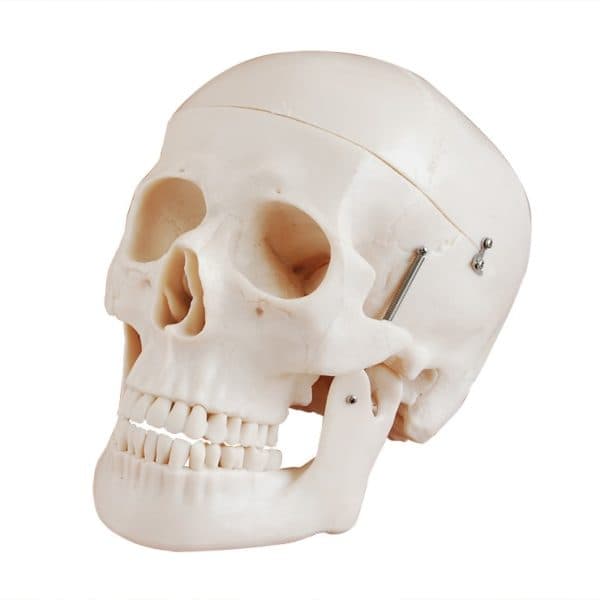 HUMAN SKULL LIFE SIZE DELUXE MODEL
