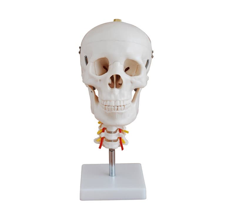 HUMAN SKULL WITH CERVICAL SPINE