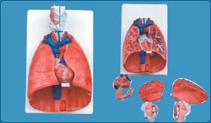 LARYNX, HEART AND LUNGS MODEL