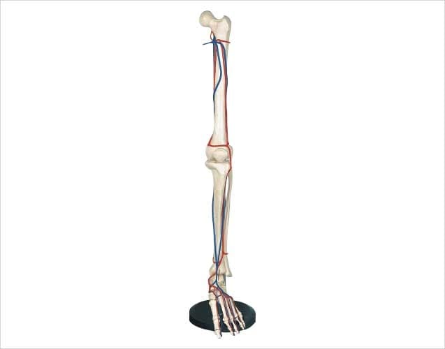BIG ADULT LEG BONE : WITH BLOOD VESSEL
