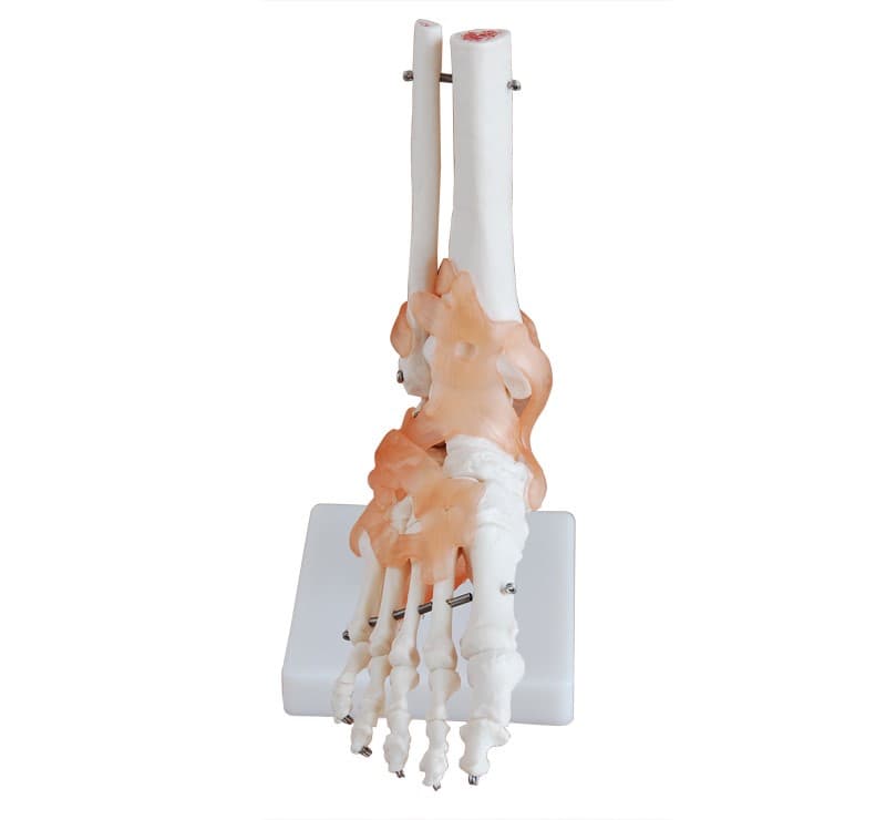 LIFE-SIZE FOOT JOINT WITH LIGAMENT