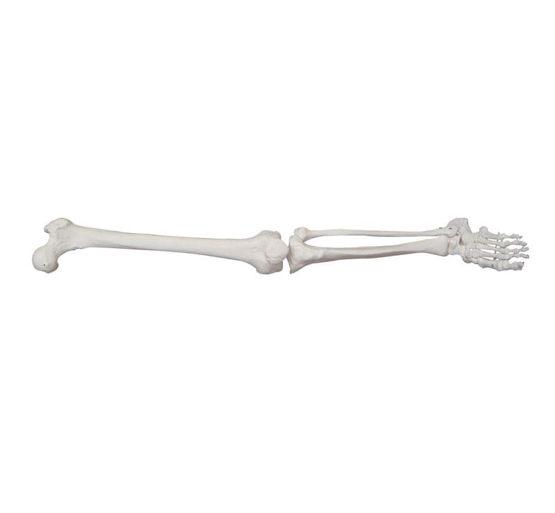 LIFE-SIZE LOWER EXTREMITY
