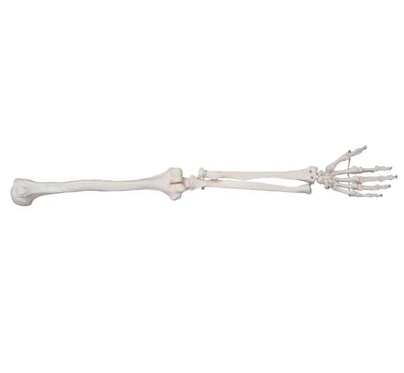 LIFE-SIZE UPPER EXTREMITY