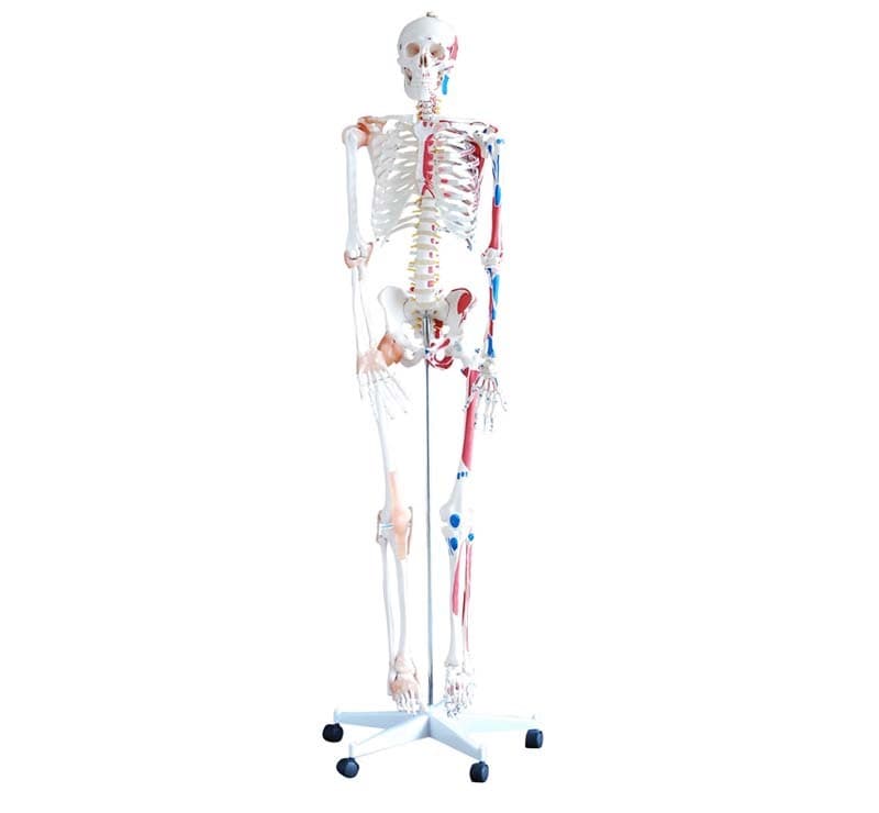 SKELETON WITH MUSCLES AND LIGAMENTS