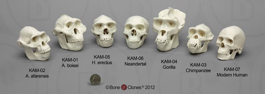 SKULLDUGGERY HOMINIDS