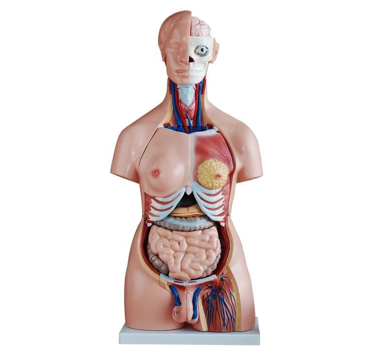 UNISEX TORSO- 40 PARTS