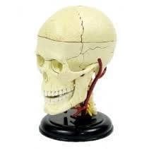 CRANIAL NERVE SKULL ANATOMY MODEL