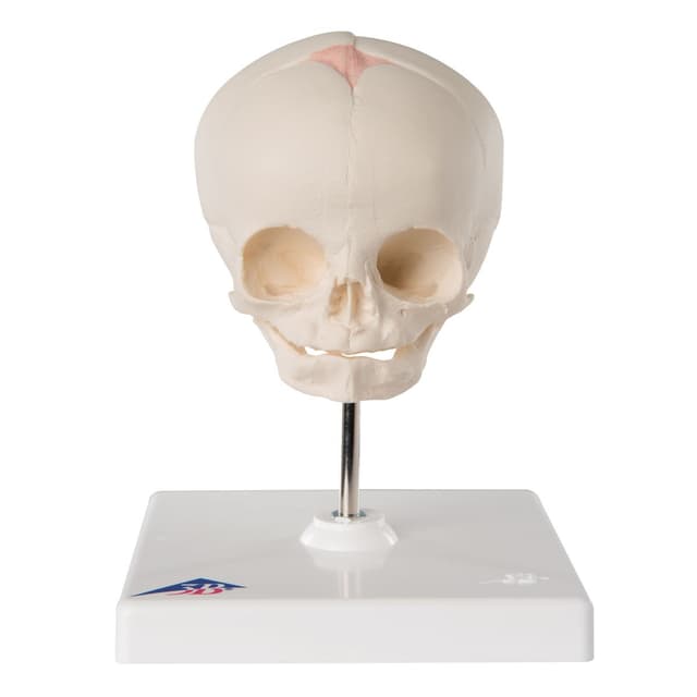 FOETAL SKULL MODEL