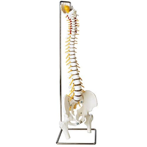HUMAN SPINAL CORD MODEL
