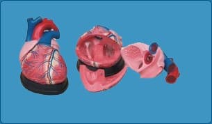 JUMBO HEART MODEL