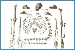 LIFE SIZE DIS-ARTICULATED SKELETON