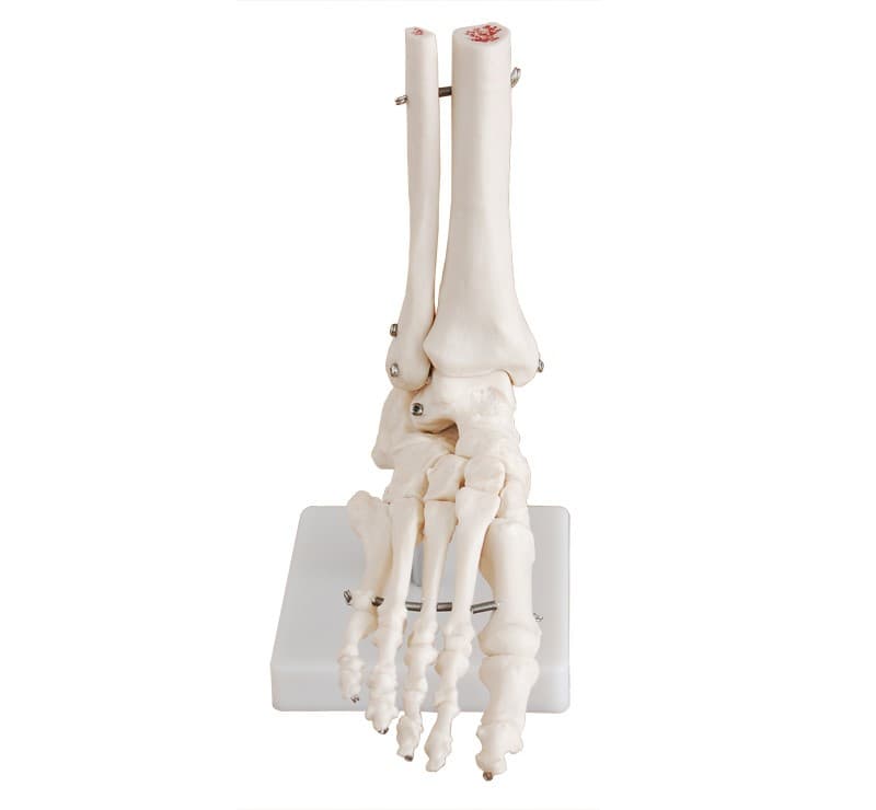 LIFE-SIZE FOOT JOINT