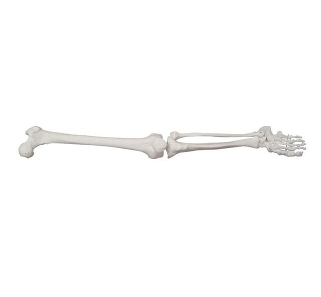 LIFE-SIZE LOWER EXTREMITY
