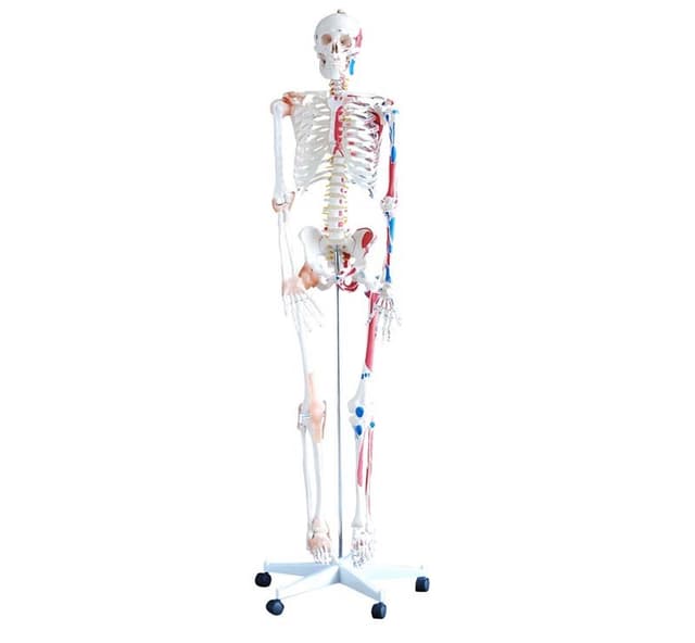 SKELETON WITH MUSCLES AND LIGAMENTS