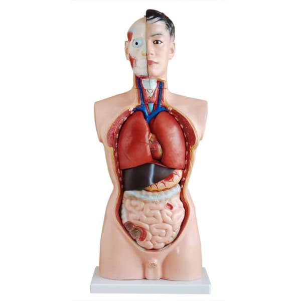 UNISEX- HUMAN TORSO-SIZE 85CM
