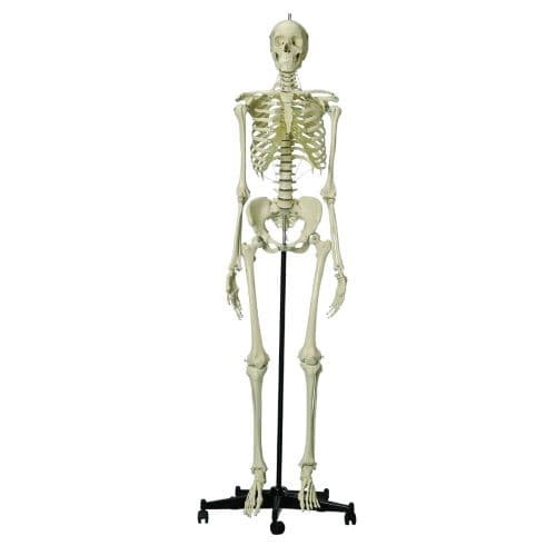 FEMALE HUMAN SKELETON