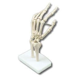 Hand joint model