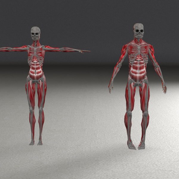 Human Anatomy Models