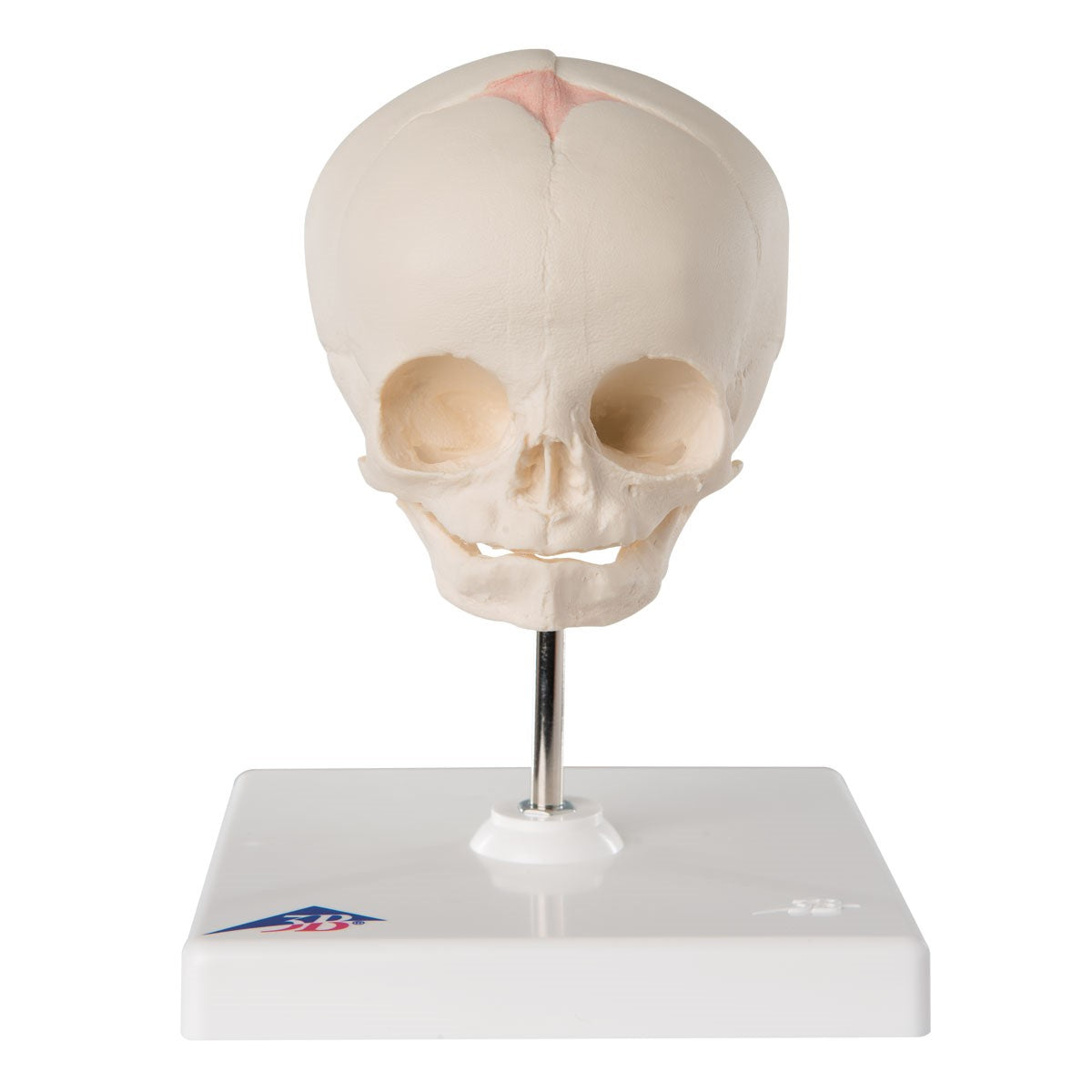 FOETAL SKULL MODEL