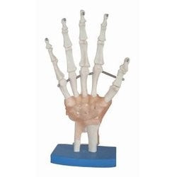 HAND JOINT WITH MUSCLES MODEL