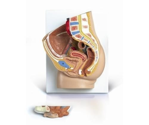 HUMAN FEMALE PEVIES IN TWO PARTS MEDIAN SECTION