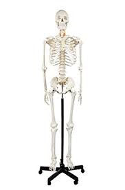 HUMAN SKELETON
