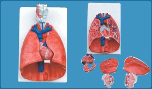LARYNX, HEART AND LUNGS MODEL