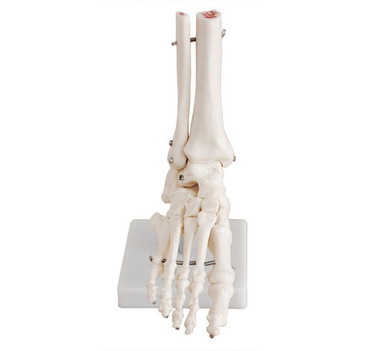 LIFE-SIZE FOOT JOINT