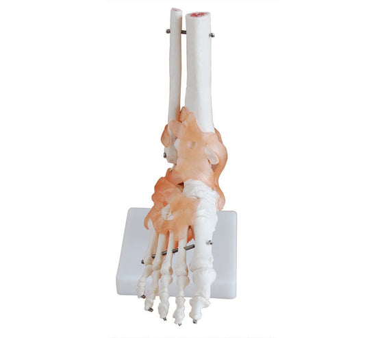 LIFE-SIZE FOOT JOINT WITH LIGAMENT