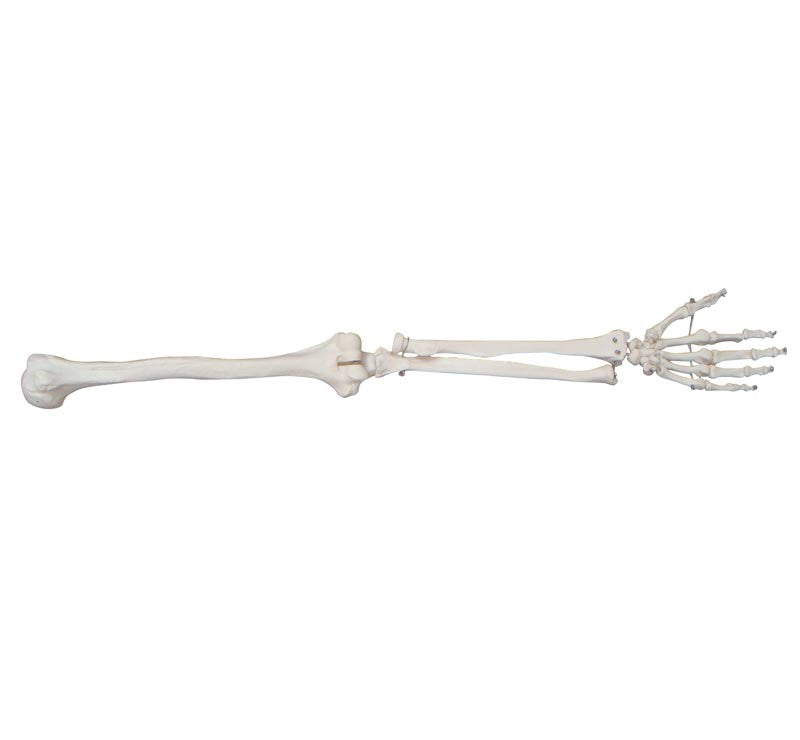LIFE-SIZE UPPER EXTREMITY