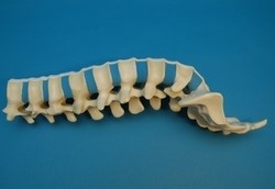 LUMBAR SPINE