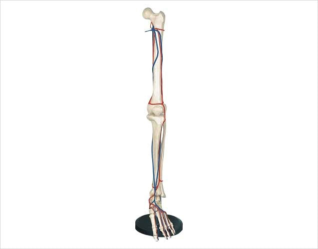 BIG ADULT LEG BONE : WITH BLOOD VESSEL