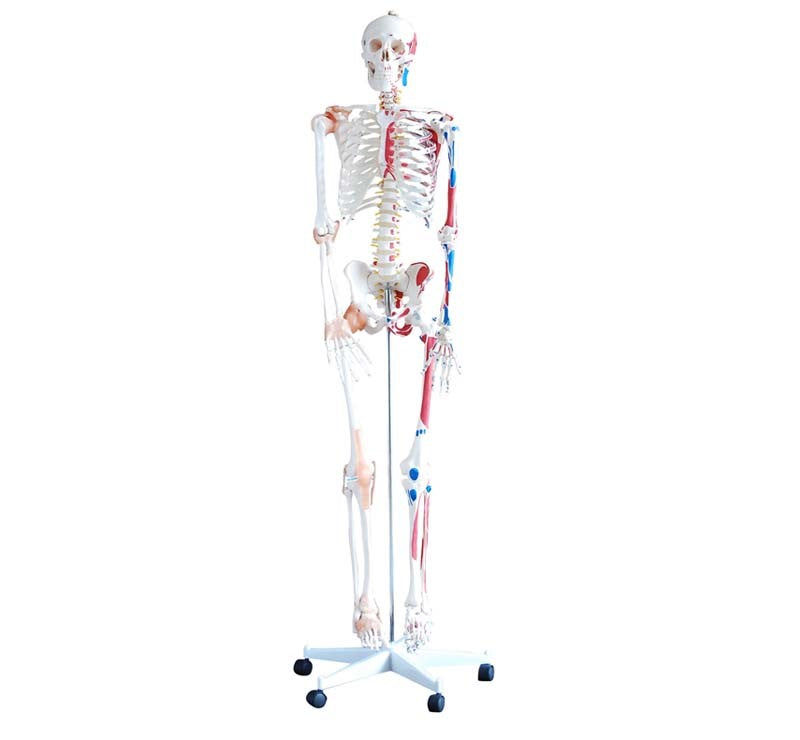 SKELETON WITH MUSCLES AND LIGAMENTS